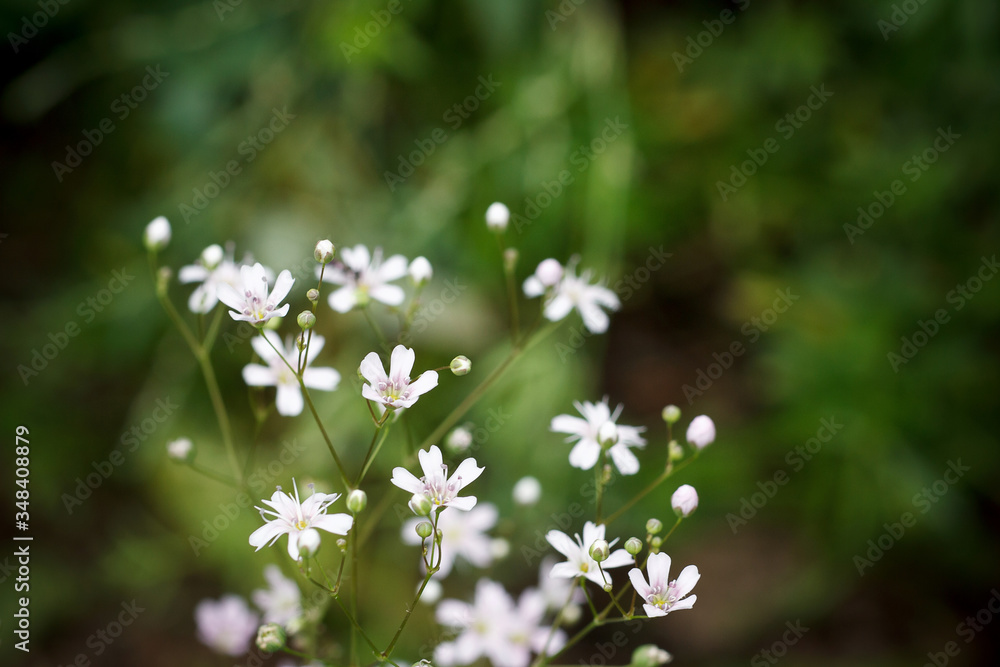 Obraz premium Gypsophila paniculata blooms in the summer garden. Beautiful floral background with little white flowers. Selective focus. Close-up.