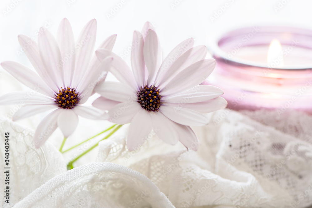 Purple White Daisies and purple candle on dreamy background.  Still life for Mothers Day and Valentines Day