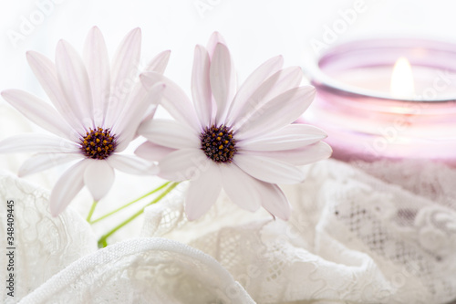Purple White Daisies and purple candle on dreamy background. Still life for Mothers Day and Valentines Day