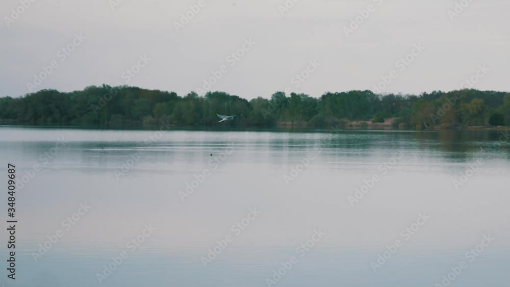 A seagull cruising over water. Which is reflected like a mirror. A bird looking for food. It flies uncontrollably from side to side. Big lake just after sunset. Shot of a part of a tree. Czechia A seagull cruising over water. Which is reflected like a mirror. A bird looking for food. It flies uncontrollably from side to side. Big lake just after sunset. Shot of a part of a tree. Czechia