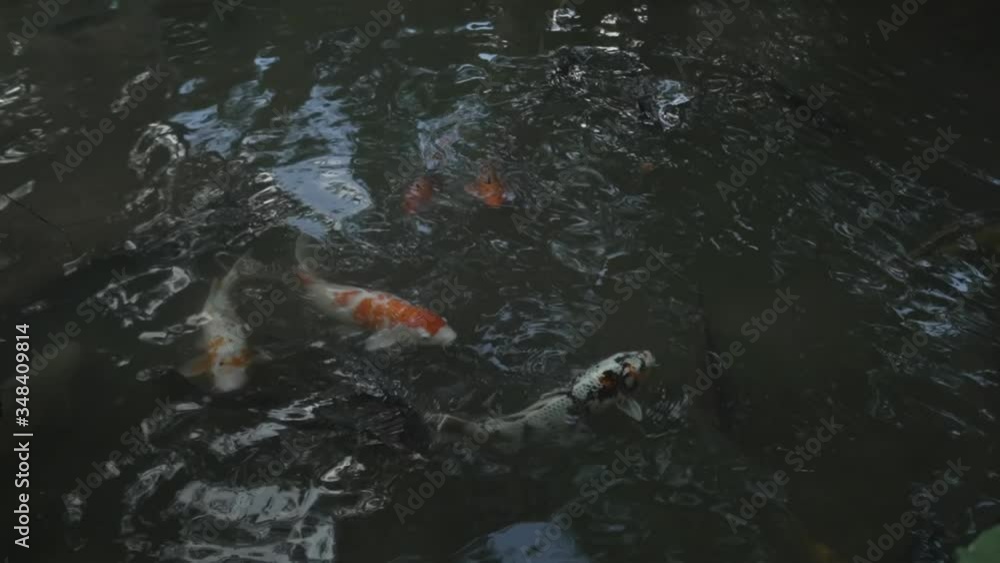 A slow motion shot of colourful Japanese Coy swimming in a pond in Japan A slow motion shot of colourful Japanese Coy swimming in a pond in Japan