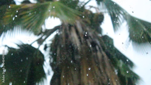 Closeup view of water drops falling from a gazebo roof  rainy day, Pritchardia Pacifica palm tree on the background. photo