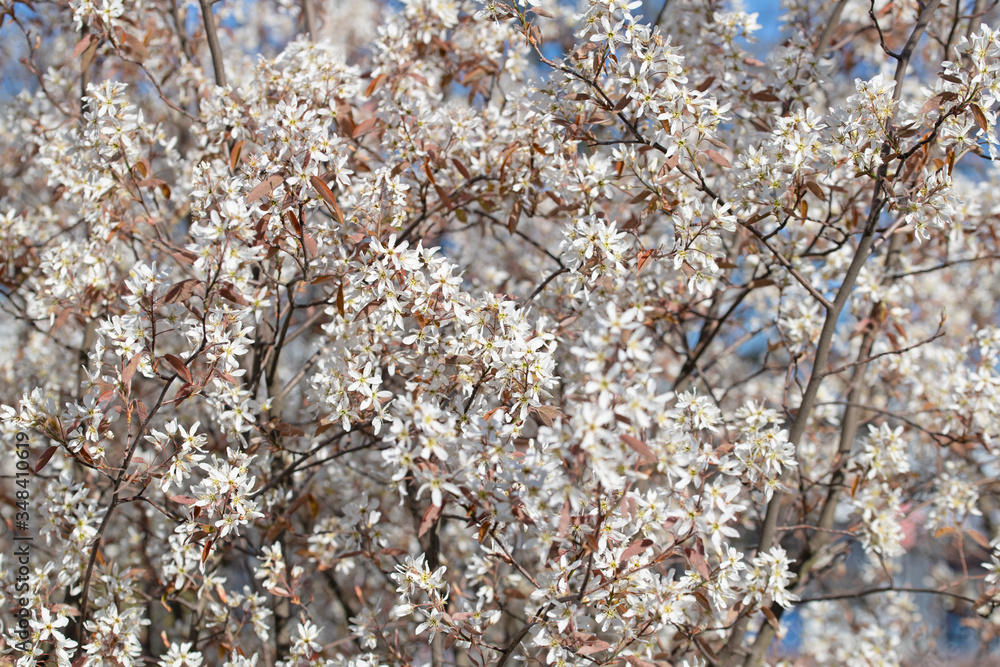 Blühende Felsenbirne, Amelanchier, im Frühling Blühende Felsenbirne, Amelanchier, im Frühling