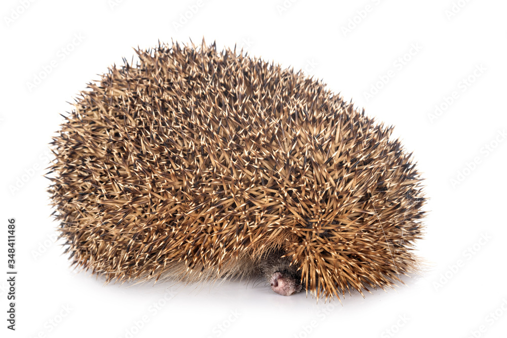 Obraz premium European hedgehog in studio