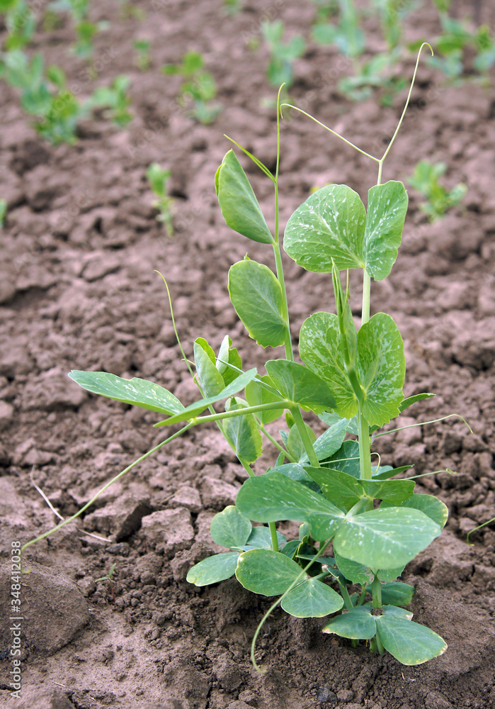 Sprouts of Pea plant in early spring Sprouts of Pea plant in early spring