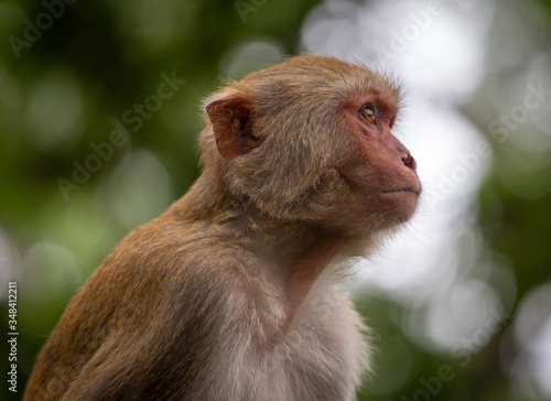 Thinking Monkey with blurred background © JBLens