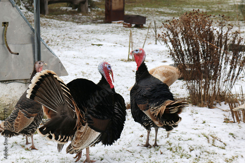 Free-range home turkey birds in the courtyard of a country house in winter.
