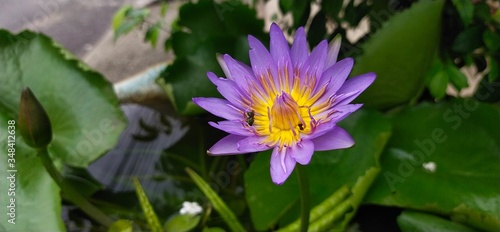 Purple lotus  natural light in the morning  beautiful in the garden