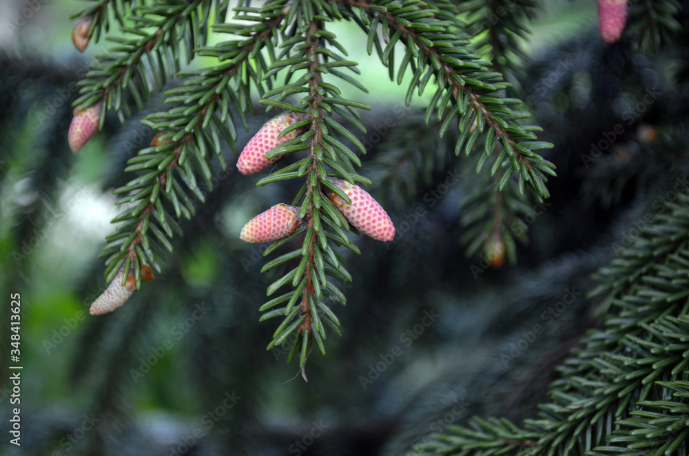 Pine cones on branches. Brown pine cone of pine tree. Growing cones close up. Larch cones growing in row on branch with needles. Fresh fruits of coniferous tree Pine cones on branches. Brown pine cone of pine tree. Growing cones close up. Larch cones growing in row on branch with needles. Fresh fruits of coniferous tree