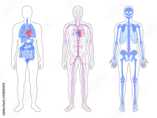 Internal structure of human body.