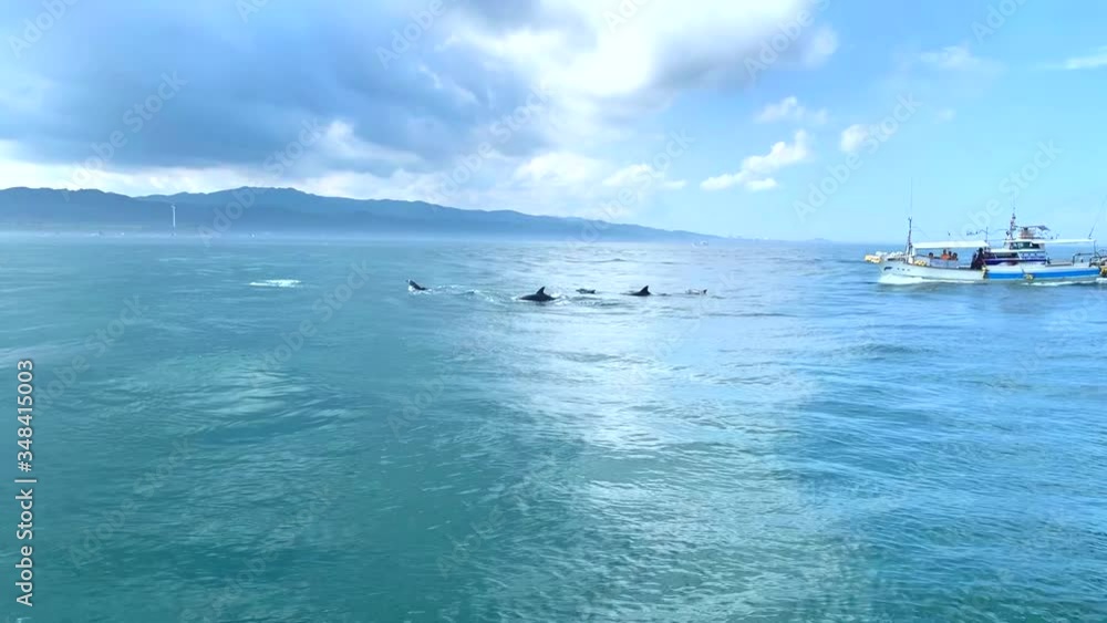 Pan right to dolphins swimming in group in front of dolphin watching tourism boat Amakusa Japan Pan right to dolphins swimming in group in front of dolphin watching tourism boat Amakusa Japan