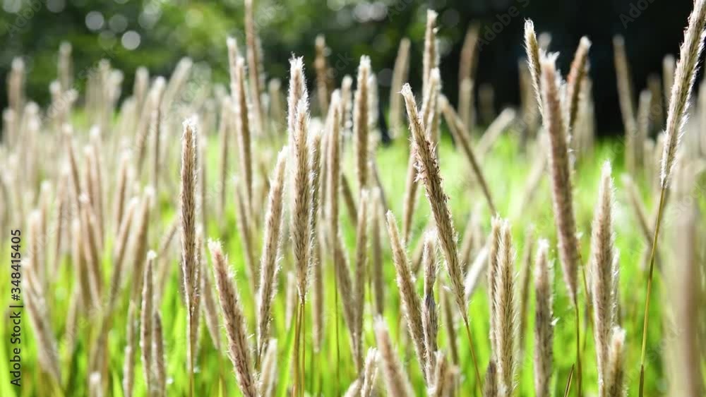 Slowed down shot of back lit wheat grass with racking out and in focus. Slowed down shot of back lit wheat grass with racking out and in focus.