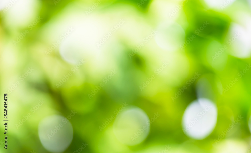Fototapeta premium Green nature blurry background with bokeh light