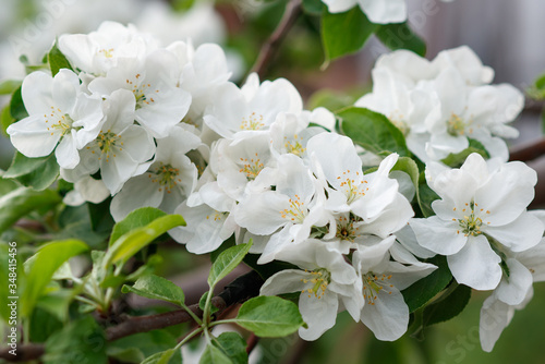 apple blossom in spring