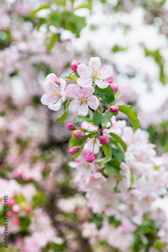 Apple tree branches with pink blossoms in spring