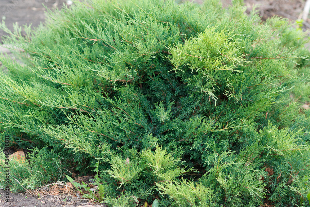 Juniperus horizontalis. Creeping juniper. Sabina creeping. ornamental shrub for gardening.