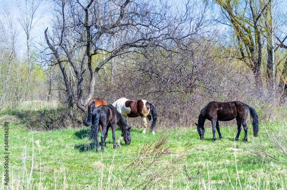 Photo of four horses in the summer Photo of four horses in the summer