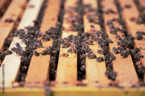 Close-up of honeybees (Apis mellifera) in a hive