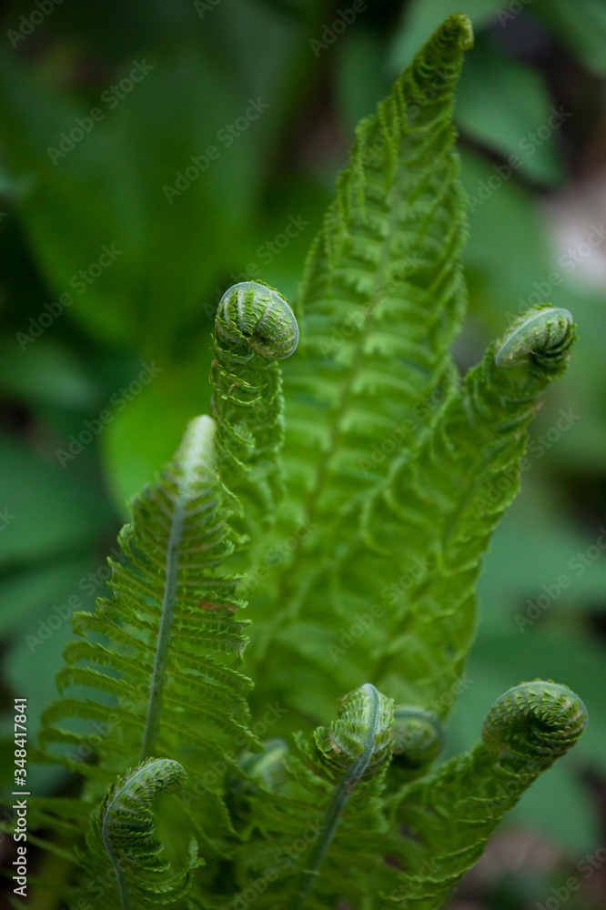 Fern forest leaves and fiddleheads in green shades naturalistic garden natural enviroment concept poster background. Banner with Copy Space Fern forest leaves and fiddleheads in green shades naturalistic garden natural enviroment concept poster background. Banner with Copy Space