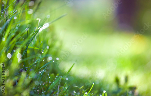 Bright fresh green grass with shiny morning dew drops bakground. Ecology summer nature wallpaper background concept with Copy space for text
