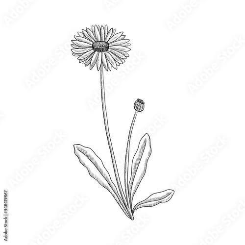 vector drawing lawn daisy