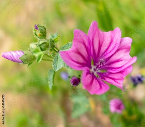 violet colored wild flower in the meadows, blurred background