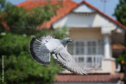 homing pigeon flying in park photo