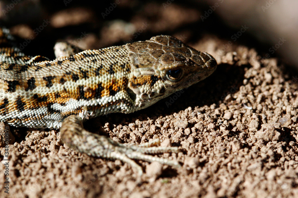 cute lizard in nature close-up cute lizard in nature close-up