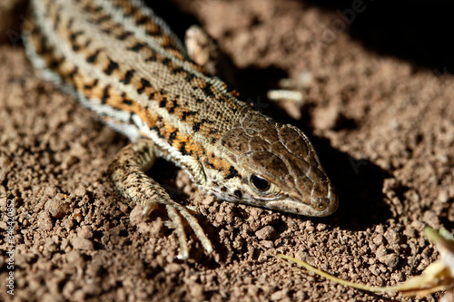 cute lizard in nature close-up