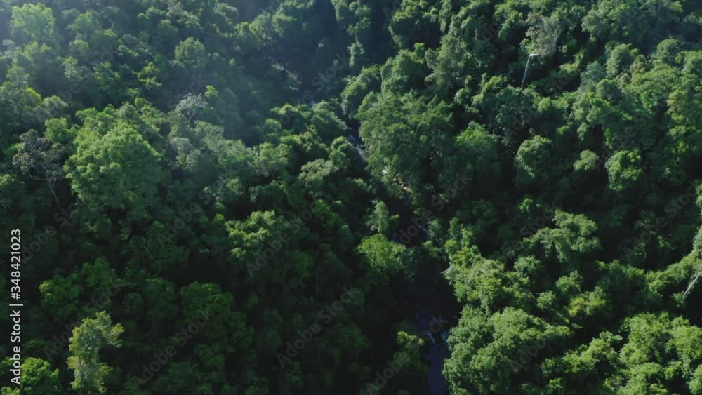 River running through a densely covered natural forest, AERIAL River running through a densely covered natural forest, AERIAL