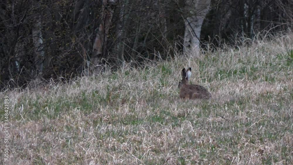 Brown European hare eating grass in a field at dusk Brown European hare eating grass in a field at dusk