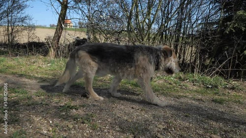 An old and sick lame dog with thick fur is slowly walking across the meadow along the bushes