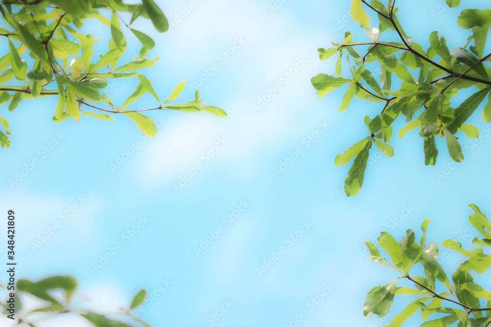 Natural green leaves with a blue sky background can be used as a background. Natural green leaves with a blue sky background can be used as a background.