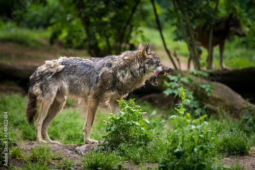 angry wolf in nature park © jurra8