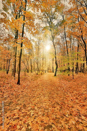 dark gold maples in sunny autumn park