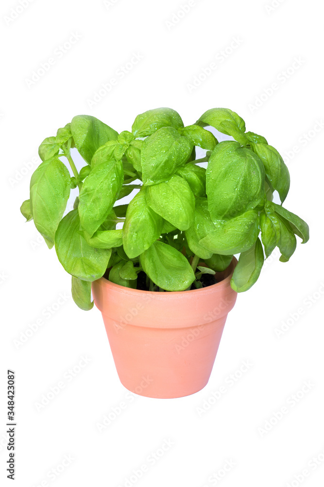 Fresh basil plant pot isolated on white background Fresh basil plant pot isolated on white background