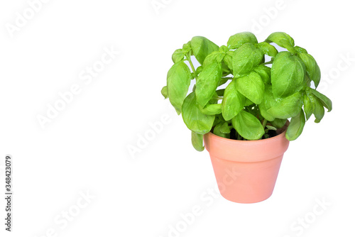 Fresh basil plant pot isolated on white background