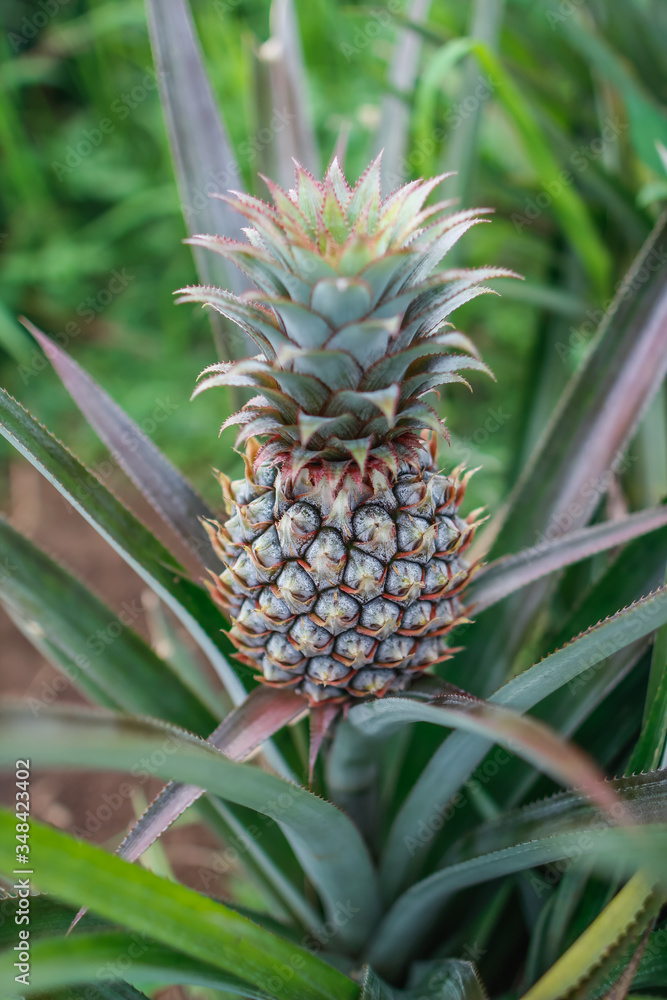 Pineapple trees that are currently bearing fruit, pineapples are planted because they are economic crops and encourage the villagers to grow pineapples and sell them to the fruit translation factory. Pineapple trees that are currently bearing fruit, pineapples are planted because they are economic crops and encourage the villagers to grow pineapples and sell them to the fruit translation factory.