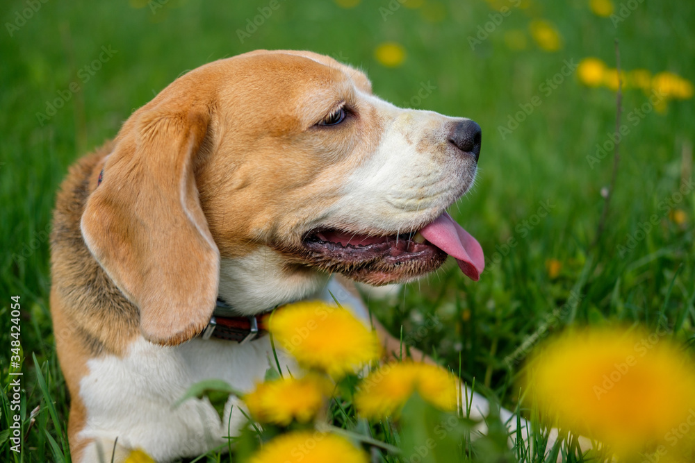 portrait of a Beagle dog during a walk in a spring meadow among blooming yellow dandelions