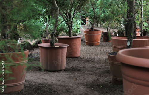 Rows of young trees in plastic pots on the territory of the plant nursery © Yaeto