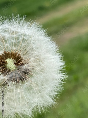 dandelion seed head