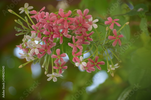 Combretum indicum, also known as the Rangoon creeper or Chinese honeysuckle, is a vine with red flower clusters and native to tropical Asia. photo