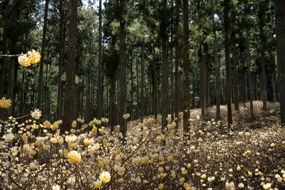 Obraz premium 春のミツマタ