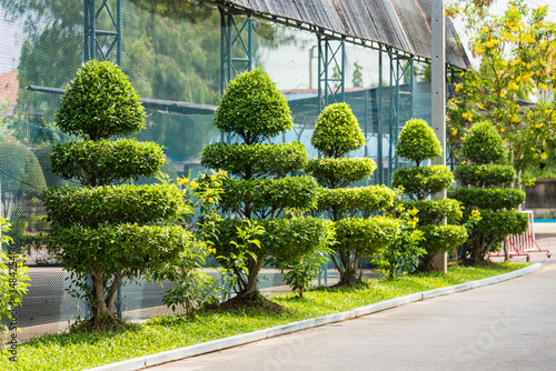 Bangkok, Thailand - April, 30, 2020 : Nicely trimmed bushes in school of Sarasawitthi Bangbuathong School at Bangkok, Thailand photo