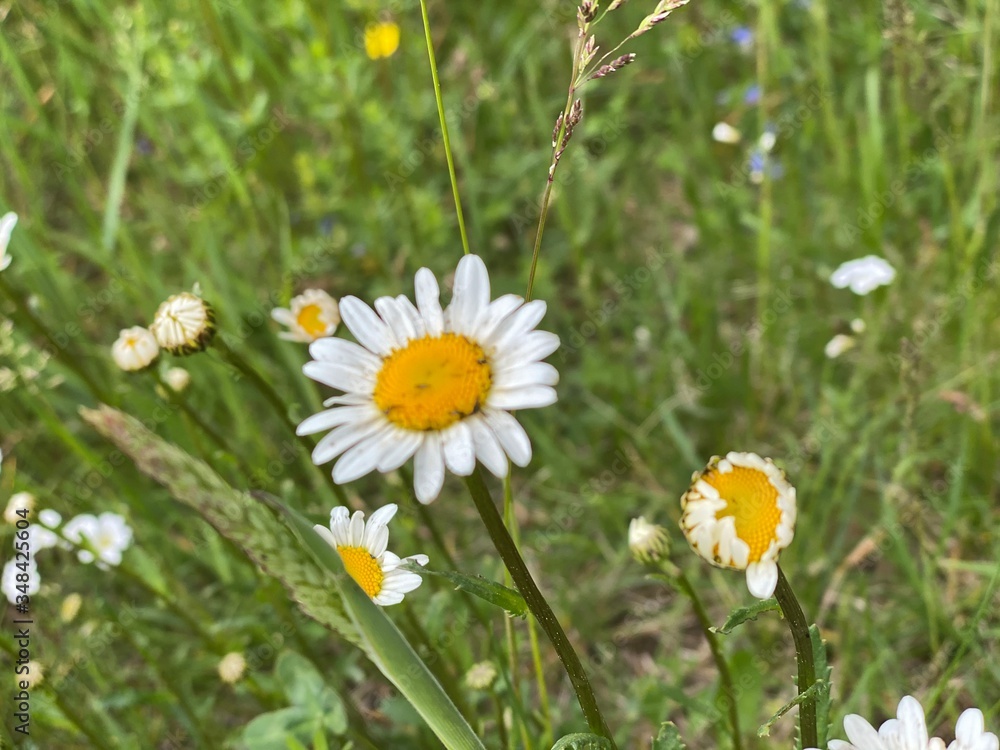 Fototapeta premium daisies in the grass