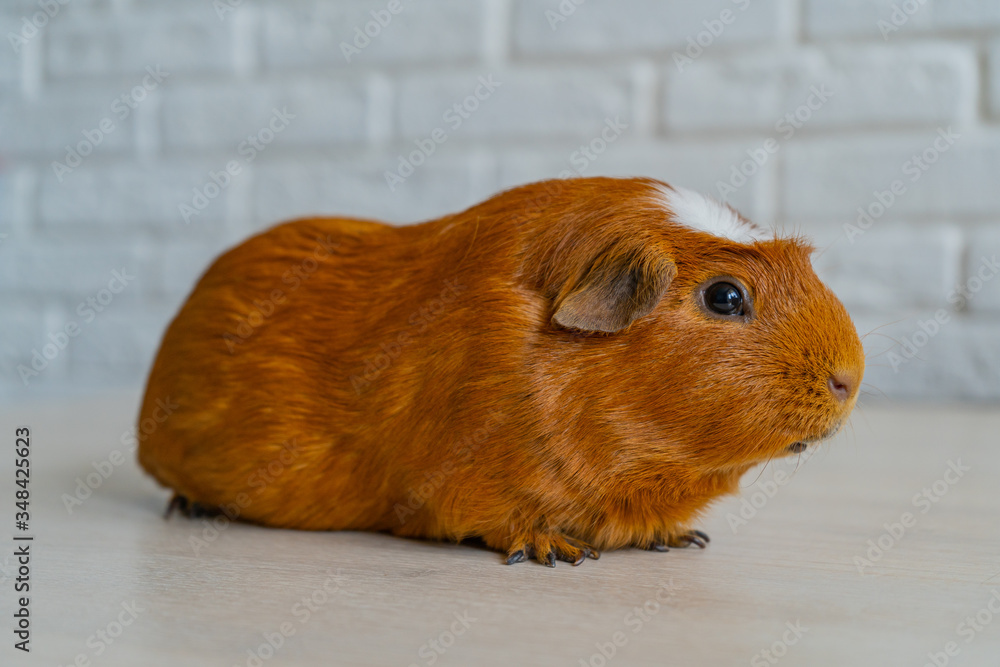 The red domestic guinea pig (Cavia porcellus), also known as cavy or domestic cavy The red domestic guinea pig (Cavia porcellus), also known as cavy or domestic cavy