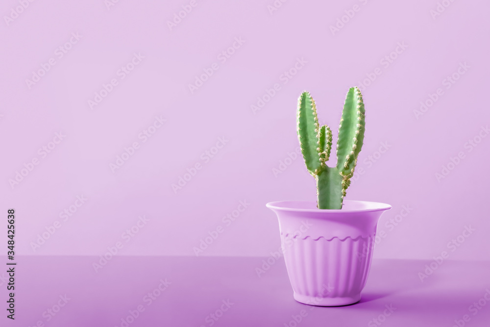 Beautiful cactus isolated on pink background. colorful ceramic pot. Beautiful cactus isolated on pink background. colorful ceramic pot.