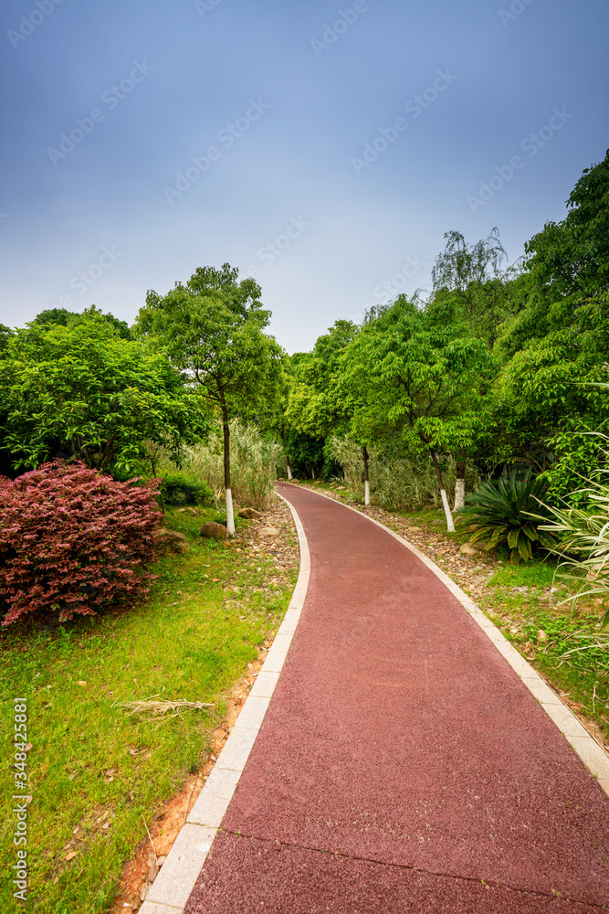 Walking path in forest. Walking path in woods