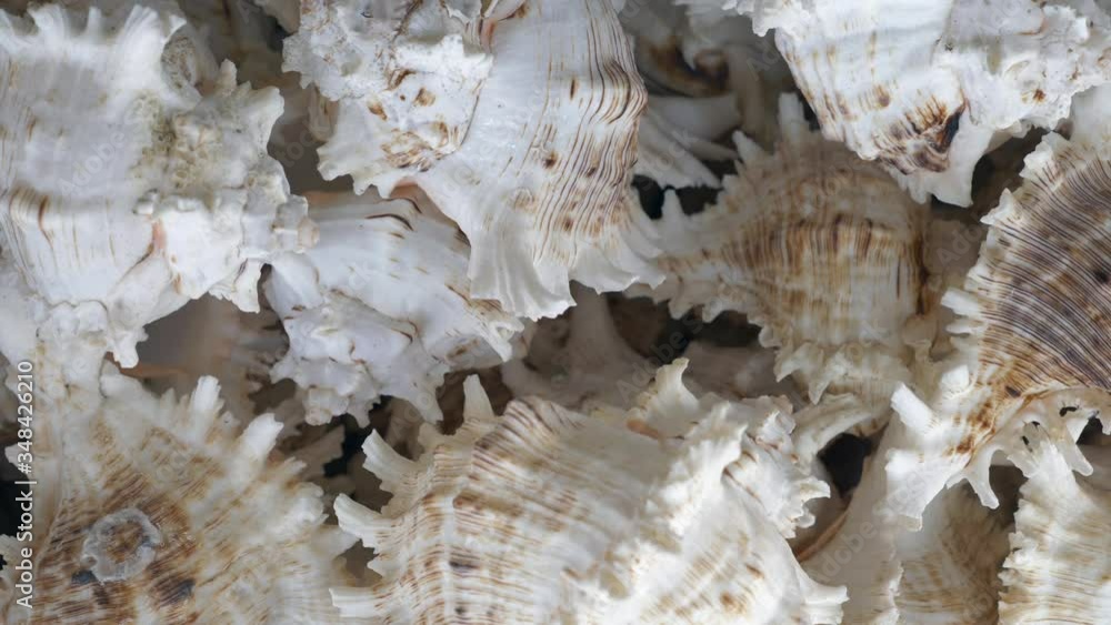 Sea Souvenirs of Seashells on Street Market in Thailand. Natural White Seashells Displayed at Local Store in Bangkok Sea Souvenirs of Seashells on Street Market in Thailand. Natural White Seashells Displayed at Local Store in Bangkok