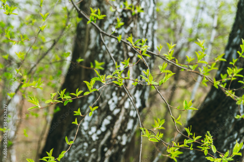 Fototapeta premium Bird cherry tree with new green leaves in the garden. Selective focus.
